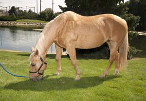 Equines are considered livestock in Kentucky