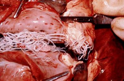 Heart specimen with cluster of heartworms inside