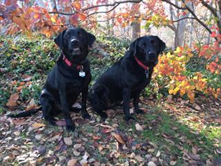 Labrador Retrievers — Pippin (left) and Fuji (right)