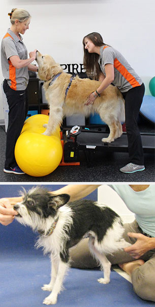 Canine physical therapy